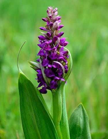 Dactylorhiza hatagirea Official Website of the Great Himalayan National Park A UNESCO