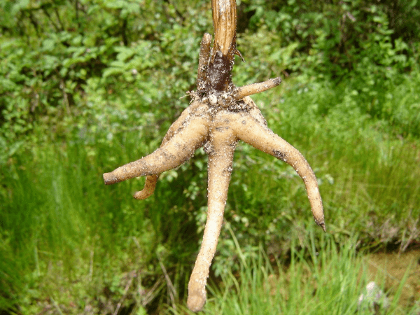 Dactylorhiza hatagirea Dactylorhiza hatagirea HIMALDOC