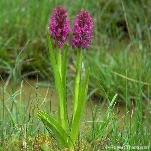 Dactylorhiza incarnata Dactylorhiza incarnata L Soo Early MarshOrchid Flora of
