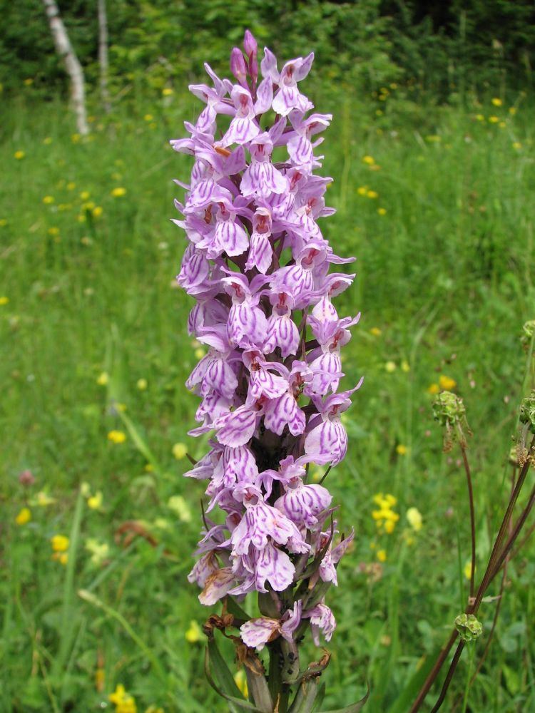 Dactylorhiza maculata - Alchetron, The Free Social Encyclopedia