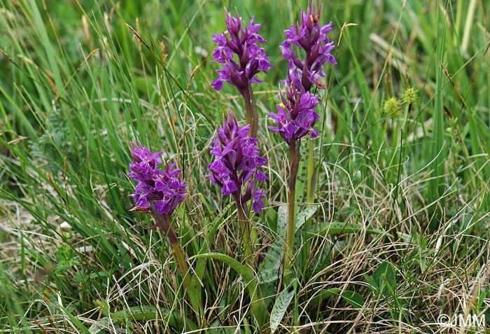 Dactylorhiza majalis Dactylorhiza majalis orchid Dactylorhiza Suppliers of