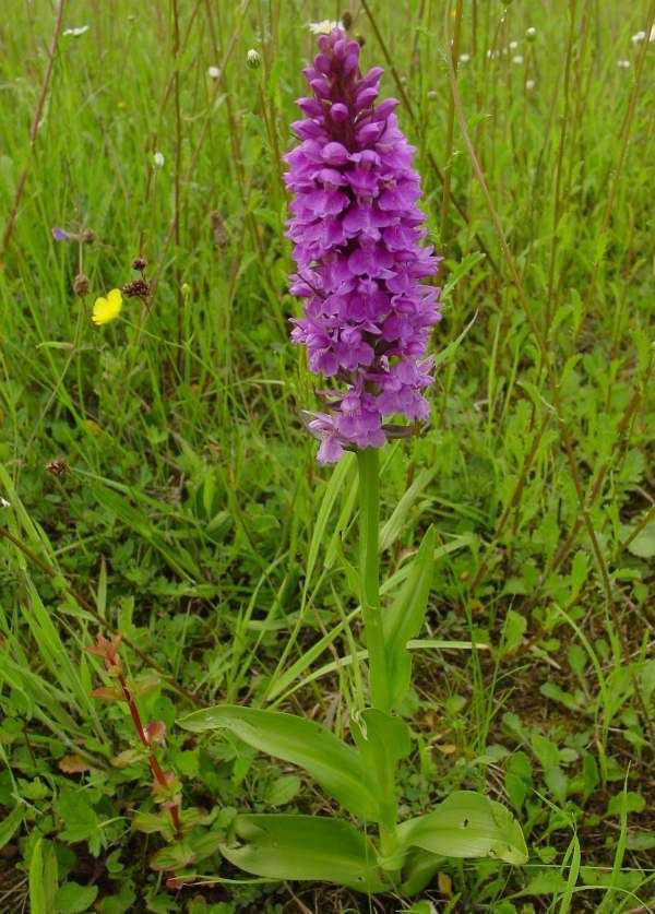 Dactylorhiza praetermissa Dactylorhiza praetermissa Southern Marshorchid
