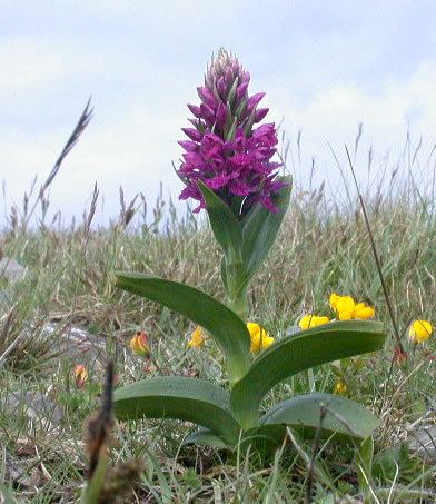 Dactylorhiza purpurella Dactylorhiza purpurella