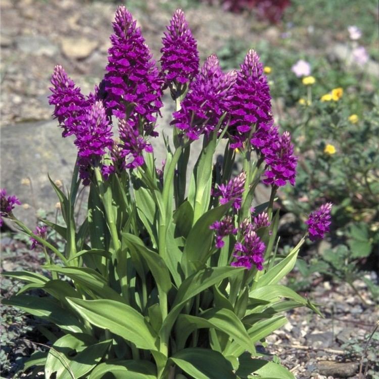 Dactylorhiza purpurella Pinkmauve Garden Orchid Dactylorhiza purpurella Easy Garden