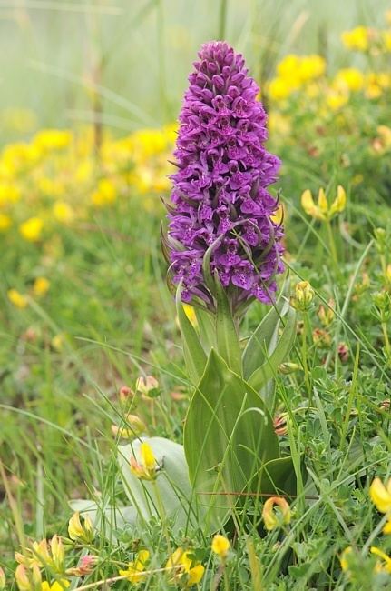 Dactylorhiza purpurella FileMgk d1002021 dactylorhiza purpurellajpg Wikimedia Commons