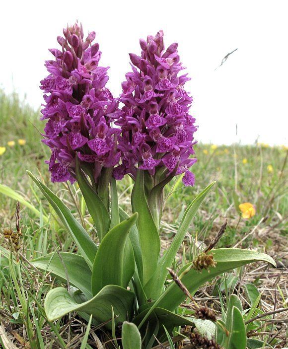 Dactylorhiza purpurella wildflowerfinderorgukFlowersOOrchidNorthernM