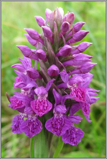 Dactylorhiza purpurella Irish Wildflowers Northern Marshorchid Dactylorhiza purpurella