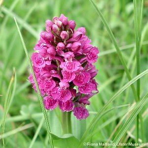 Dactylorhiza purpurella Dactylorhiza purpurella Stephenson amp TAStephenson Soo Northern