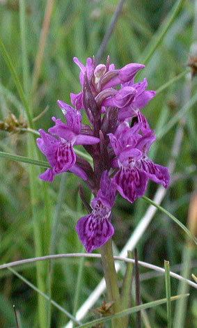 Dactylorhiza purpurella Dactylorhiza purpurella