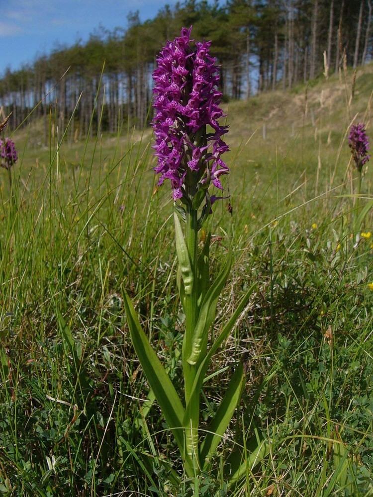 Dactylorhiza purpurella Dactylorhiza purpurella