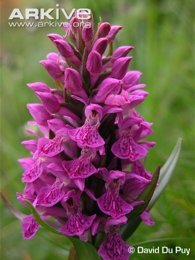 Dactylorhiza purpurella Northern marsh orchid videos photos and facts Dactylorhiza