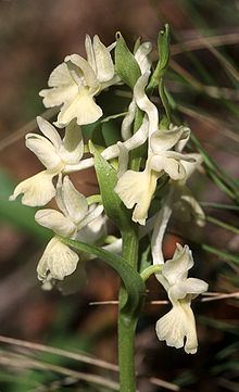 Dactylorhiza romana httpsuploadwikimediaorgwikipediacommonsthu
