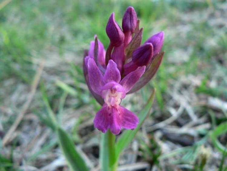 Dactylorhiza sambucina Dactylorhiza sambucina Orchide sambucina