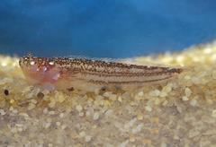 Dactyloscopus wwwdiscoverlifeorgmp20pres240ampimgIRR2534ampwep0