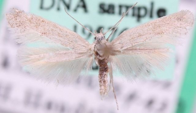Dactylotula kinkerella