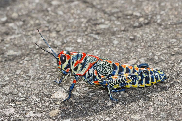 Dactylotum bicolor Rainbow Grasshopper Dactylotum bicolor Cochise Co AZ U Flickr