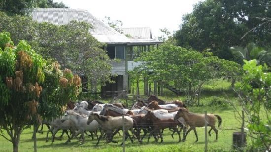 Dadanawa Ranch Dadanawa Ranch Rupununi Guyana Reviews and Rates TravelPod