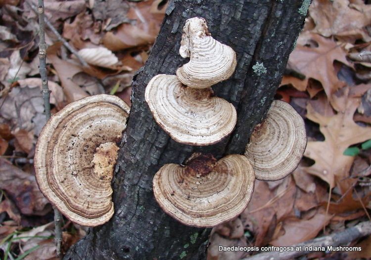 Daedaleopsis confragosa Daedaleopsis confragosa at Indiana Mushrooms
