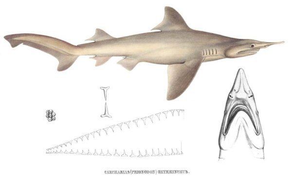 Daggernose shark Can We Save The Daggernose Shark Before It39s Too Late