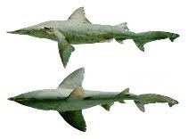 Daggernose shark Isogomphodon oxyrhynchus Daggernose shark fisheries
