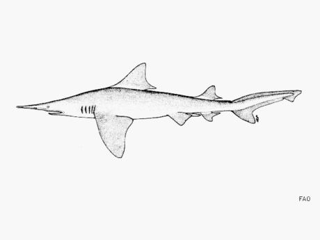 Daggernose shark Species2010 Daggernose Shark IJ