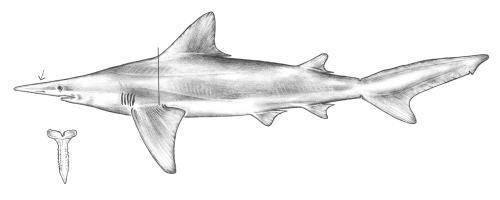 Daggernose shark Daggernose shark Wikipedia