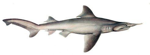 Daggernose shark 38mediatumblrcomtumblrm8tdayXqT41qc6j5yo1500jpg