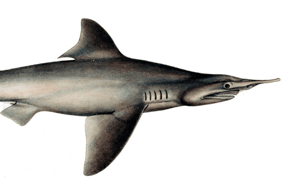 Daggernose shark The Daggernose Shark Is Near Extinction Scientific American Blog