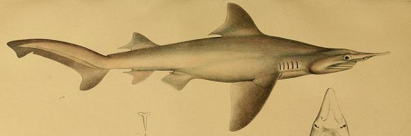 Daggernose shark Sunday Species Snapshot Daggernose Shark Scientific American Blog