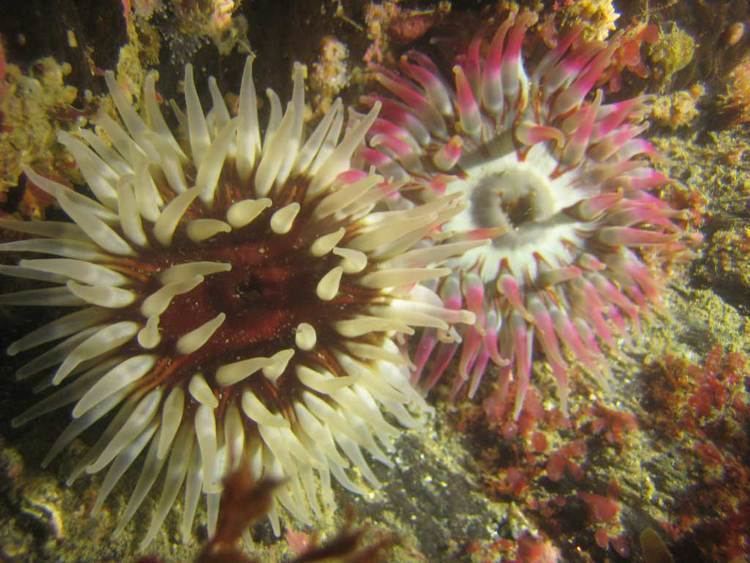 Dahlia anemone Dahlia anemones Urctina felina British Marine Life Study Society