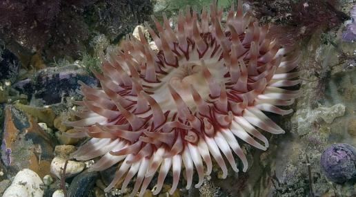 Dahlia anemone The Wildlife Trusts