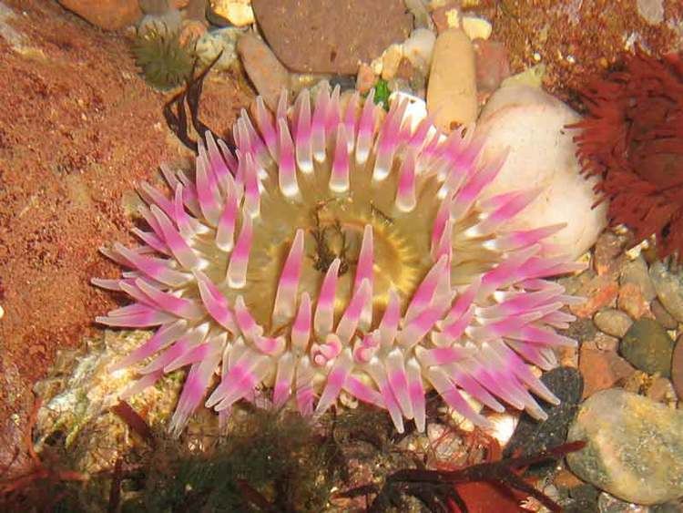 Dahlia anemone MarLIN The Marine Life Information Network Dahlia anemone
