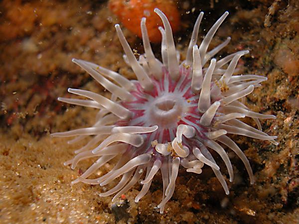 Dahlia anemone Undine gt Species