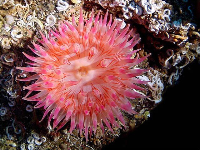 Dahlia anemone Sea Anemone Urticina eques