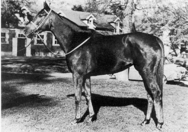 Dahlia (horse) JockeySitecom