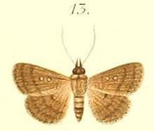 Dahlia (moth) httpsuploadwikimediaorgwikipediacommonsthu