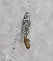 Dahlica lichenella httpsuploadwikimediaorgwikipediacommonsthu