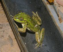 Dahl's aquatic frog httpsuploadwikimediaorgwikipediacommonsthu