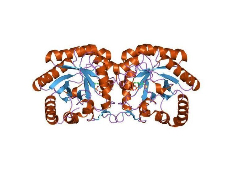 DAHP synthase