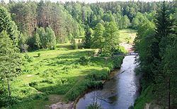 Dainava Forest httpsuploadwikimediaorgwikipediacommonsthu
