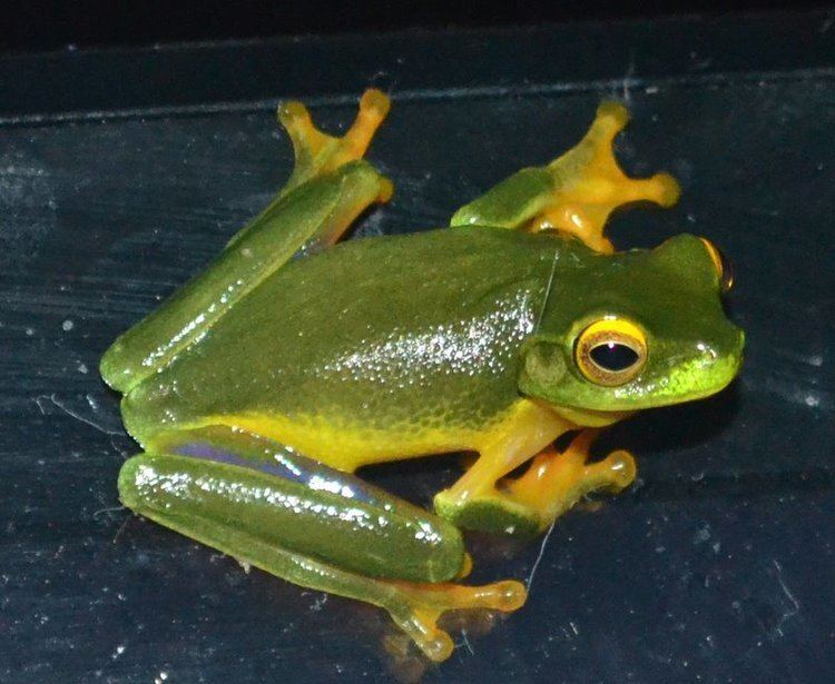 Dainty green tree frog Dainty Green Tree Frogs