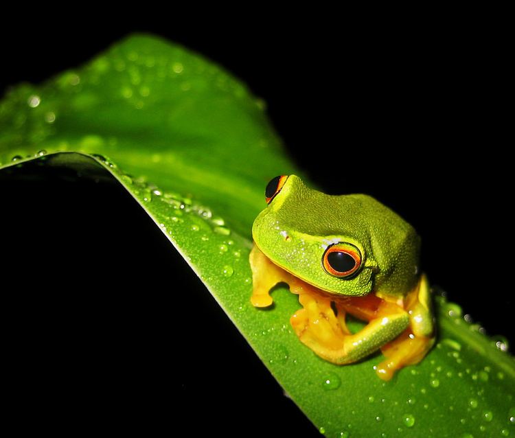 Dainty green tree frog httpsc1staticflickrcom320762087565861aab6