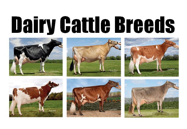 Dairy cattle Breeds of Dairy Cattle Dairy Moos