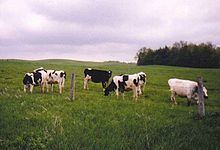 Dairy cattle Dairy cattle Wikipedia