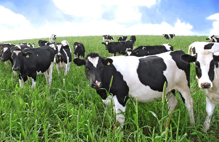 Dairy cattle Bundaberg Molasses Prolix