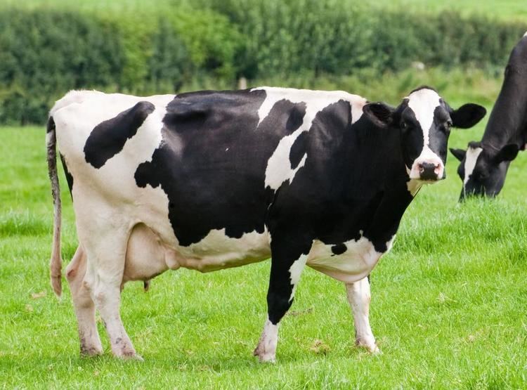 Dairy cattle httpsfinancialtribunecomsitesdefaultfilesf