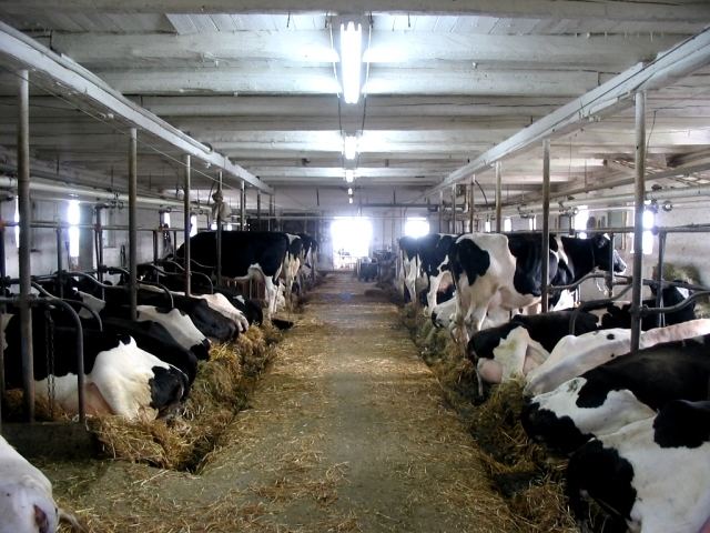 Dairy farming in Canada