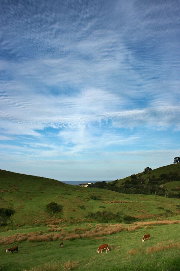 Dairy farming in New Zealand