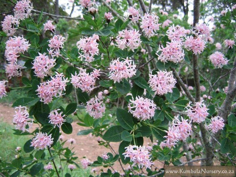 Dais cotinifolia Dais cotinifolia Kumbula Indigenous Nursery