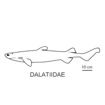 Dalatiidae fishesofaustralianetauimagesfamilydalatiidaegif